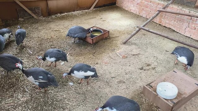 Galinha d'angola (Helmeted guineafowl) running around their coop on a farm in Brazil