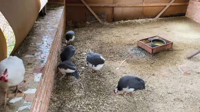 Galinha d'angola (Helmeted guineafowl) running around their coop on a farm in Brazil