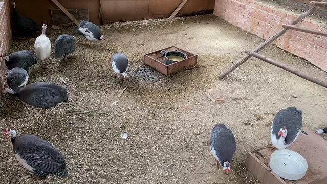 Galinha d'angola (Helmeted guineafowl) running around their coop on a farm in Brazil