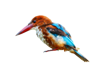Common kingfisher isolated on transparent background.	