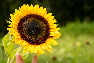 Obraz premium sunflower in the field