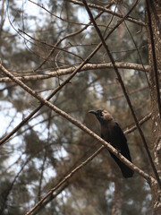 a black crow perching on the branch of a tree in a deciduous forest in the summer afternoon