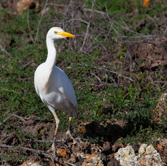 View of beautiful white canarian heron (cattle egret, bubulcus ibis) standing on volcanic rocks in Canary Islands. Black volcanic stones and green local plants. Costa Teguise. Lanzarote island, Spain.