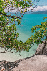 tree on the beach FITZROY ISLAND 