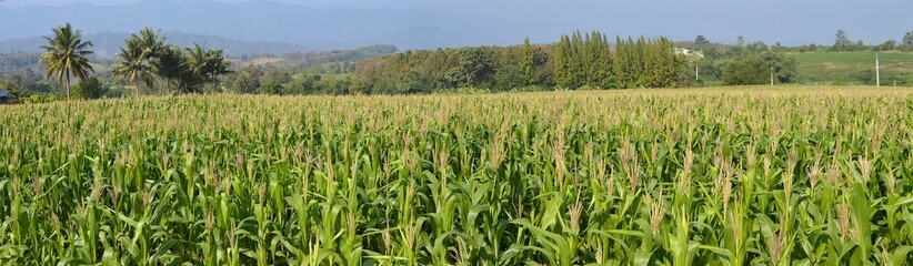 panorama landscape of corn farm