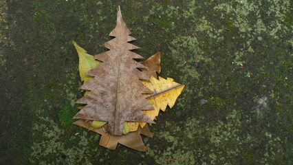 Piles of Christmas tree-shaped dry leaves on the mossy floor