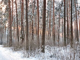 winter forest in the snow in sunny day