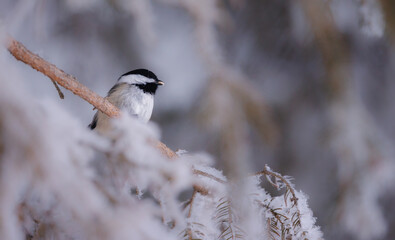 Naklejka premium A black capped chickadee sitting on a branch in the wintertime