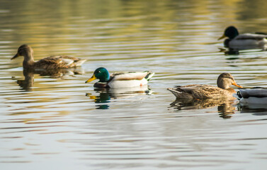 Wild ducks in their natural environment, in the autumn cold water of the lake.