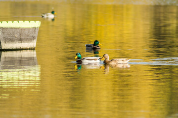 Wild ducks in their natural environment, in the autumn cold water of the lake.