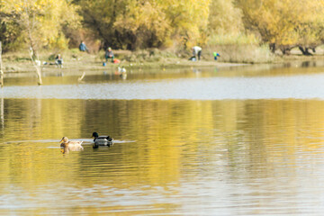 Wild ducks in their natural environment, in the autumn cold water of the lake.