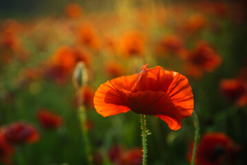 Poppy flower. Anzac day banner. Remember for Anzac, Historic war memory. Anzac background.