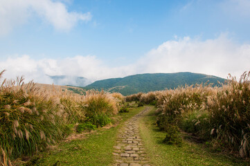 Naklejka premium Miscanthus in full bloom in Qingtiangang Grassland-Taipei, Taiwan