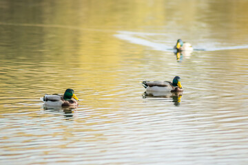 Wild ducks in their natural environment, in the autumn cold water of the lake.