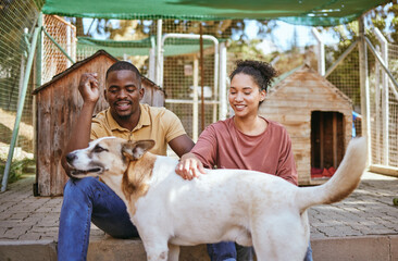 Animal shelter, adoption and dog with a black couple petting a canine at a rescue center as...