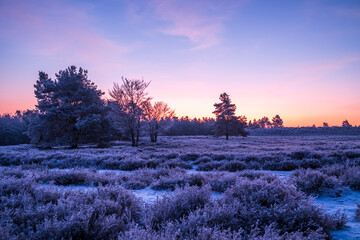 winter in der heide