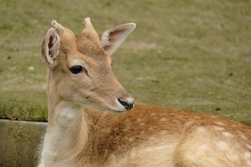 white deer