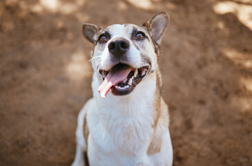 Face, dog and animal outdoor at vet with tongue out ready for adoption mock up. Animal shelter, foster and portrait of healthy, cute and happy pet sitting outside on ground looking for a future home.