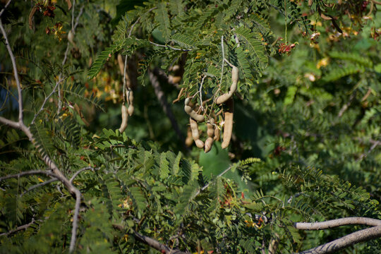 Healthy, Natural And  Sour Green Tamarind Fr
