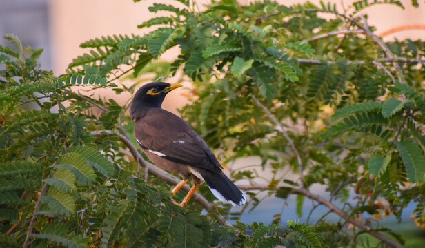 Beautiful jungle myna bird (sharok or shalik  pakhi)  sitting on the tree with green and natural scenery background, Selective focus images wallpaper.
