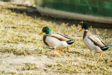 Wild ducks in their natural environment, on the shore next to the cold, autumn water of the lake.