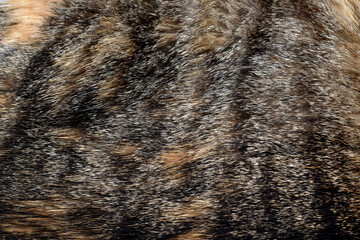 Cat fur texture background. Calico or Tortoiseshell hair texture background. 