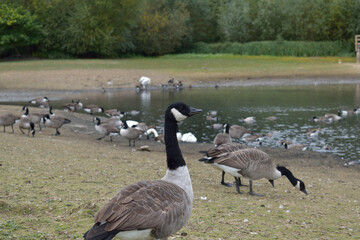 Canadian geese enjoying a day by the lake
