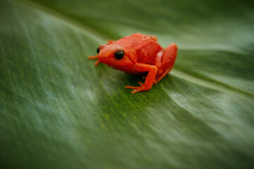 Macro photo of Golden mantella, Mantella aurantiaca, poisonous, red colored frog endemic to Madagascar, sitting on a green leaf. Andasibe forest, Madagascar.