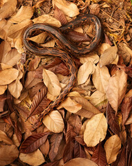 Malagasy ground boa, nonvenomous, reddish-brown colored snake, endemic to Madagascar in its typical environment. Madagascar wildlife.