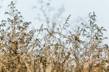 A flock of sparrows in their natural environment, on the shore of a lake. A flock of sparrows in their natural environment, on the yellowing stems of a bush by the lake in autumn.