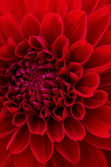 Obraz na płótnie Canvas Colorful dahlia flower closeup, nature background