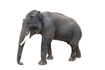 Fototapeta na wymiar Elephant isolated on transparent background png file