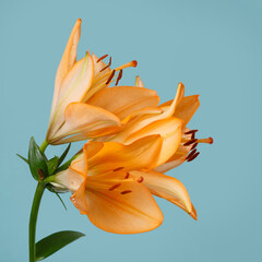 Fototapeta na wymiar A bouquet of orange lilies isolated on sky blue background.