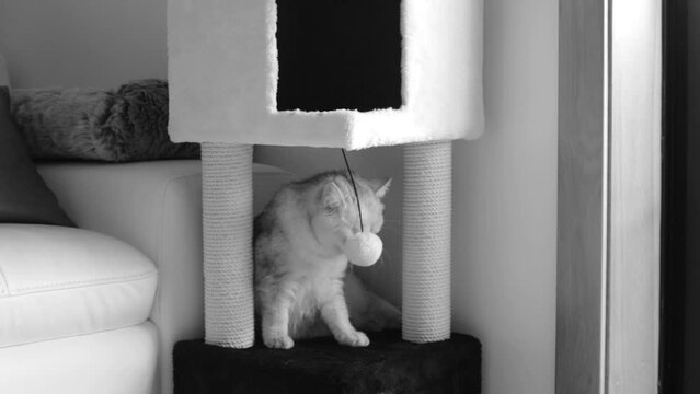 Gray persian cat sharpens his teeth on his toy timelapse