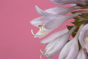 Hosta inflorescence of gently lilac color isolated on pink background.