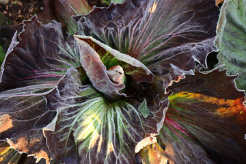 Close-up of red and green Chioggia Radicchio covered by frost in the field. Italian radicchio...