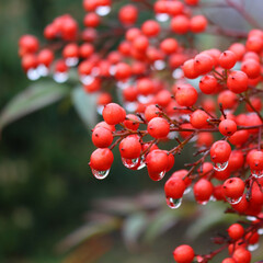 Close-up of Nandina domestica bush with bright red berries under the rain. Heavenly bamboo in the garden covered by raindrops