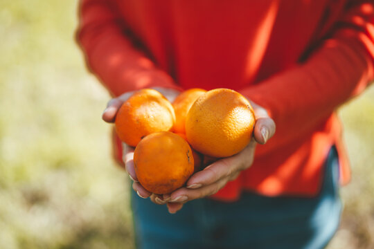 Hands of woman holding fresh orange fruits