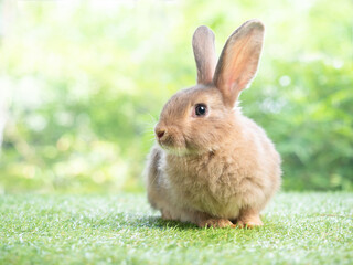 Brown cute rabbit sitting on grass with green nature background. Lovely action of young rabbit.