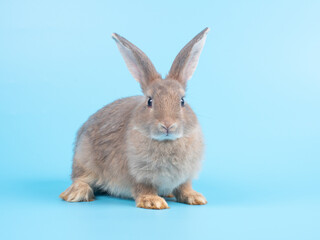 Front view of gray rabbit standing on blue background. Lovely action of young rabbit.