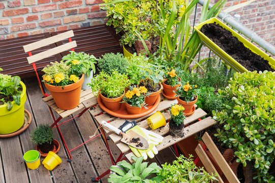 Herbs cultivated in balcony garden
