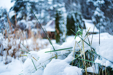winter landscape in the garden