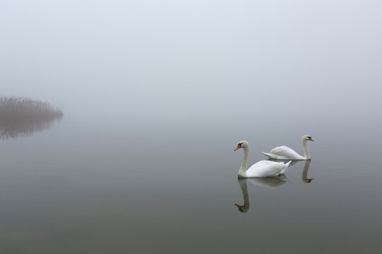 Two swans swimming in foggy lake