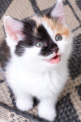 A small tricolor kitten meows on the floor of a room