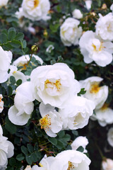 White flowers on a rose bush closeup