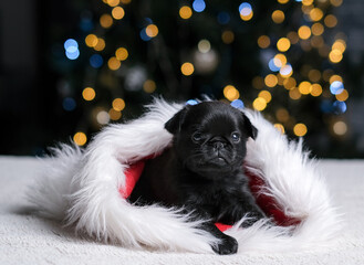 Cute puppy dog griffon is sitting in Santa hat. New year tree bokeh background. Small funny face. Christmass gift concept.