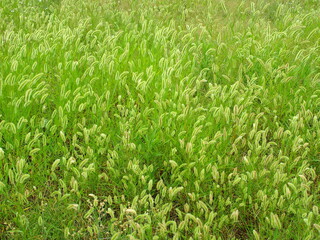 夏の野原の狗尾草