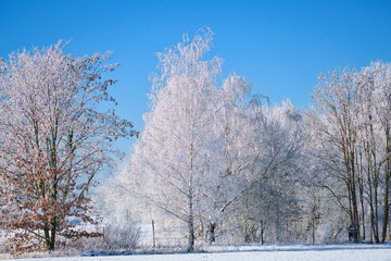 Winter landscape with icy, snowy birch trees on snow-covered field. Frosty landscape