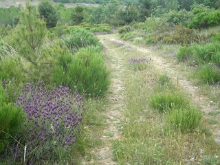 path in the field