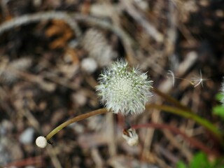 Taraxacum Ruderalia, Dandelion.  Dandelion blossomed, the seed pods just before departure are still spherically connected to the plant. Brown  blurred background.